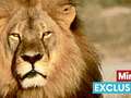 Trophy hunters just 'like ISIS terrorists' says former African president eiqekidqxiquxprw