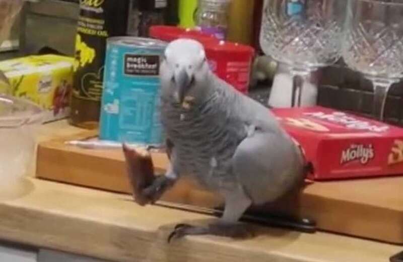 Peckish pet parrot gets locked-up at meal times after stealing a sausage