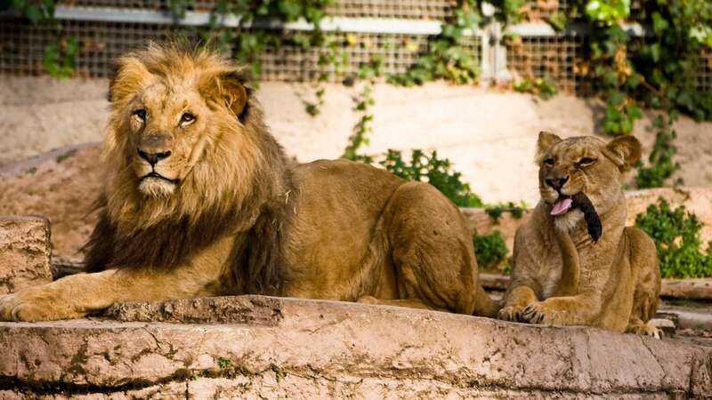 A lioness was killed by a lion in front of guests at Longleat Safari Park on New Year