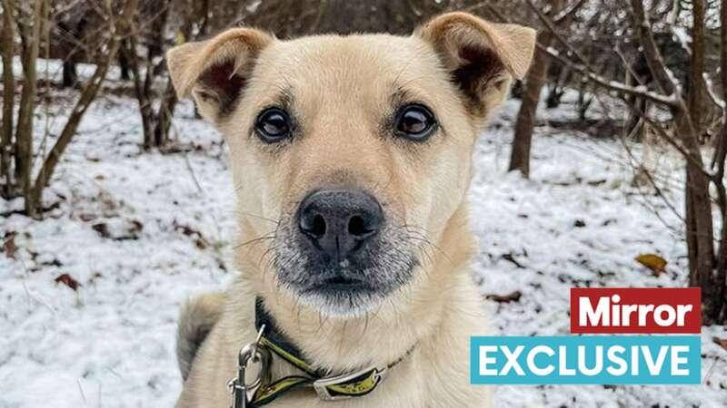 Toby has been waiting for the right family to come along (Image: Dogs Trust)