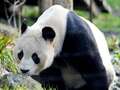 Zoo pandas who 'don't get on' sent back to China having failed to make babies qhiquqiqkxiddrprw