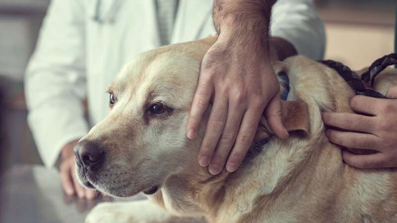 The vet has been trying to reassure owners who don