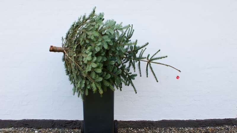 There is no need to throw away the Christmas tree at the end of each year (Image: Getty Images)