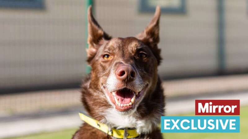 Ted has the ears of a fox and a heart of gold (Image: Dogs Trust)