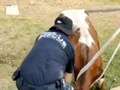 Cow rescued twice in 24 hours by cops after breaking into a shopping centre eiqruidehiduprw