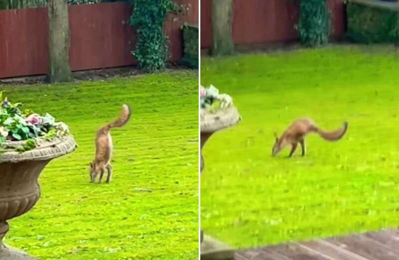 Amazing moment two-legged fox hunts for food in couple's garden