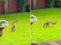 Amazing moment two-legged fox hunts for food in couple's garden