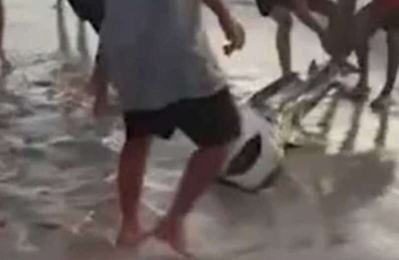 Shock moment fisherman reels SHARK in front of horrified beachgoers