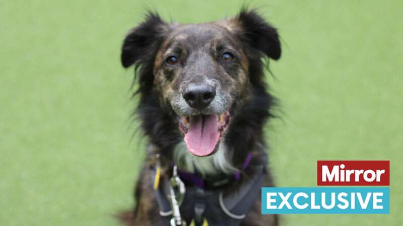 Toby is desperately hoping for a home in 2023 (Image: Dogs Trust)