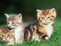 Airline offers free flights to people willing to adopt stray kittens eidqirxikhprw