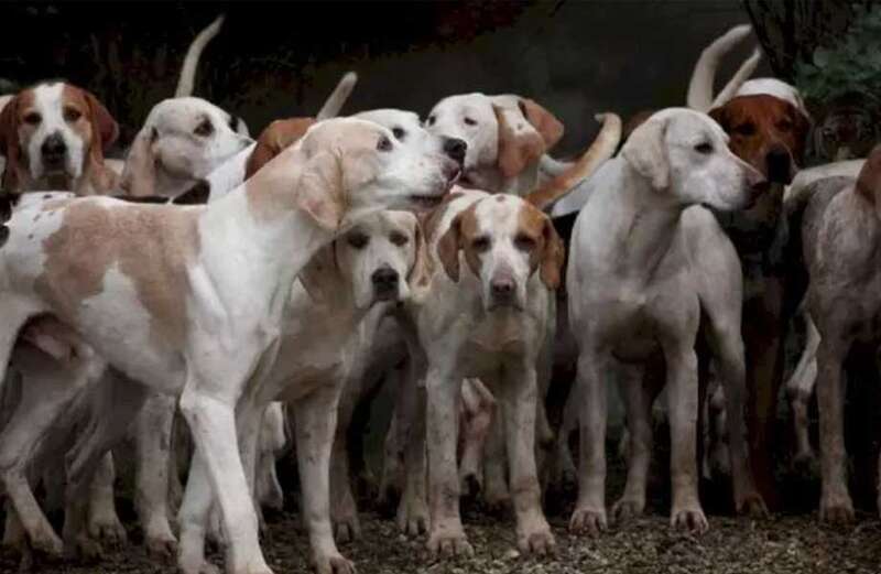 You could have the eyes of a huntsman if you can spot the tiger in pack of dogs