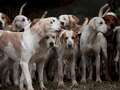 You could have the eyes of a huntsman if you can spot the tiger in pack of dogs