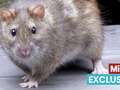 Warning over new breed of super rodents feared to be 'threat to humans' qhidqhihrieprw