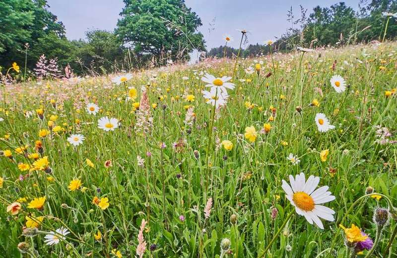 Urgent warning to gardeners over wildflower turf - don't get caught out