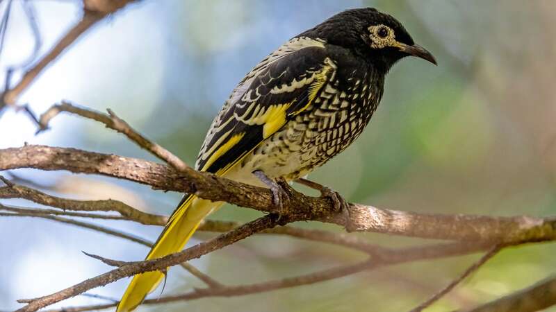 Critically endangered Australian Regent Honeyeater (Anthochaera phrygia) (Image: Getty Images/iStockphoto)