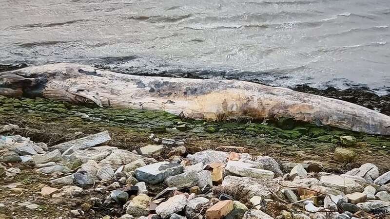 The 12ft whale carcass washed up on the banks of the River Medway (Image: Facebook)