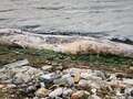 Massive 12ft whale washes up on banks of Kent river sparking coastguard response