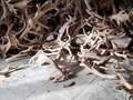 Abandoned factory has room piled with deer antlers that somehow 'keeps growing' qhidddiqxdidqdprw