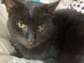 Cat named Ricky Gervais who saved owner several times dies after last heroic act eiqtidqiqdzprw