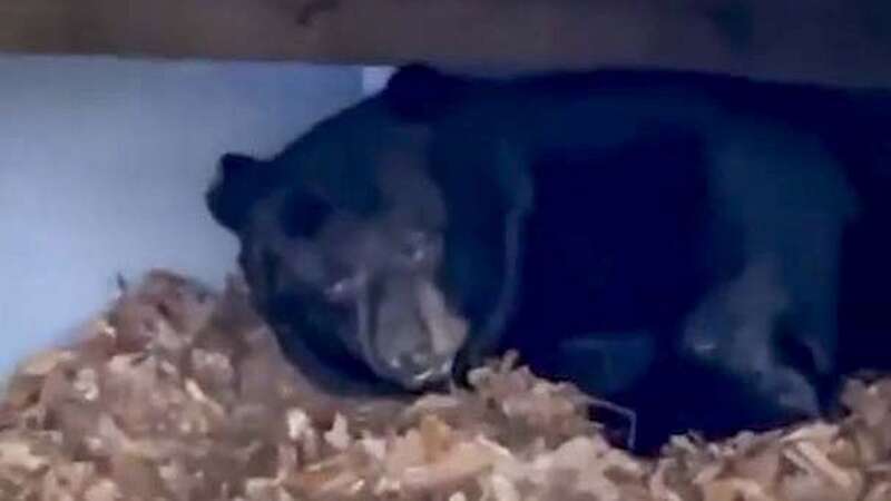 Woman discovers huge black bear hibernating under decking in her back garden