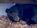 Woman discovers huge black bear hibernating under decking in her back garden eiqrtiqkriqxhprw