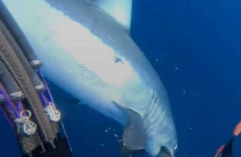 Diver’s chilling scream for help as world’s fastest shark attacks in shock vid