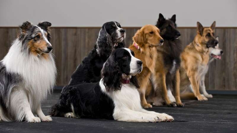 A new study ranked traits of 13 different breeds (stock photo) (Image: Getty Images)