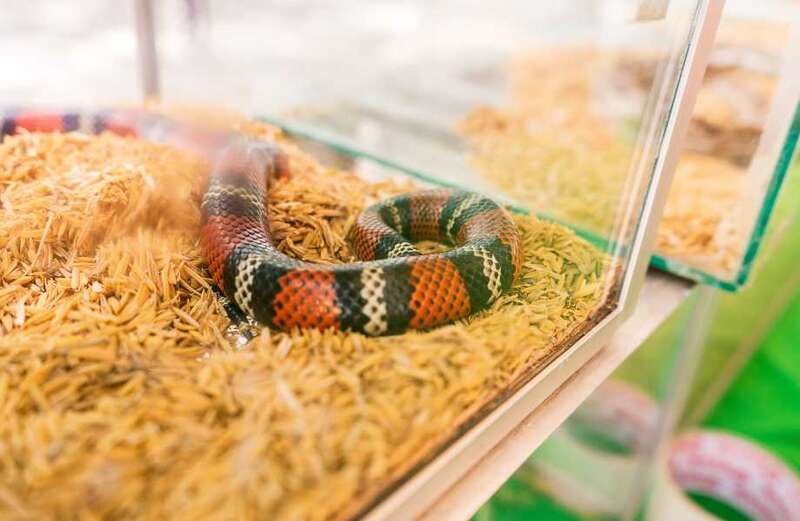 From a snake with constipation to neutered rabbits - your pet queries answered