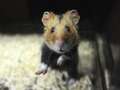 RSPCA warns pet owners about the risks of fluffy bedding for pet hamsters