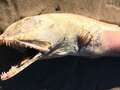 Mysterious sea beast branded 'alien from depths of hell' washes up on beach