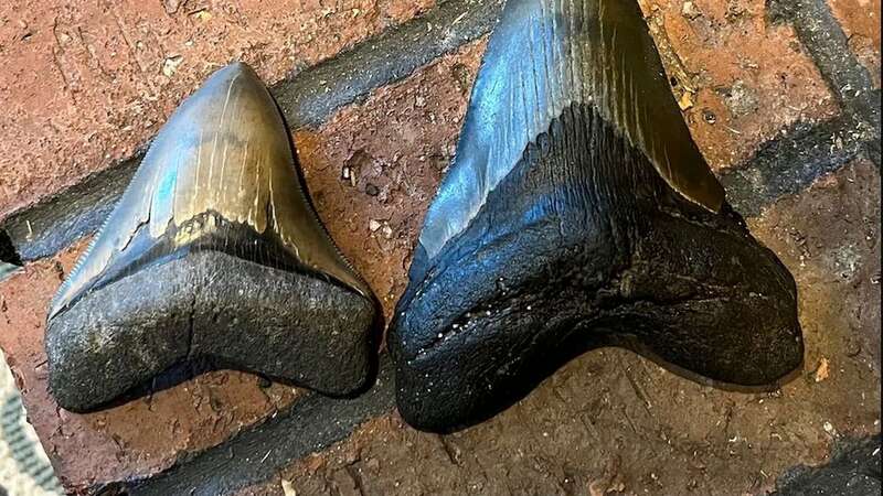 A nine-year-old child has discovered a rare shark tooth, which is 15 million-years-old, on a beach in Maryland, US (Image: Alicia Sampson)