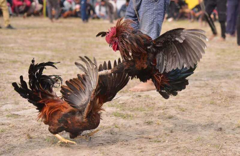 Two men sliced to death by knife-wielding chickens at brutal cockfights