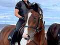 Horse sacked from police force for not 'excelling' at job is looking for a home eiqruidehiduprw