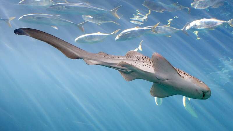 The female zebra shark at the Shedd Aquarium in Chicago did have healthy males around her (Image: Shedd Aquarium/Brenna Hernandez)