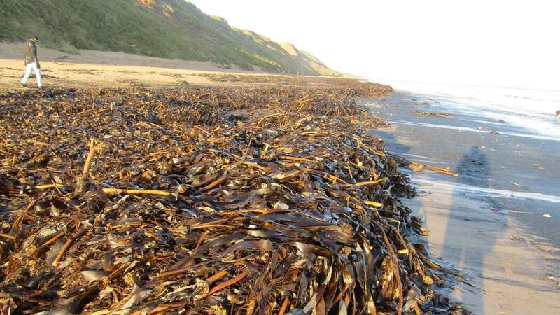 People in the North East described the sight of hordes of the crustaceans dying in October 2021 as 