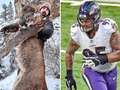 Ex-NFL star Wolfe slammed for killing huge mountain lion with bow and arrow