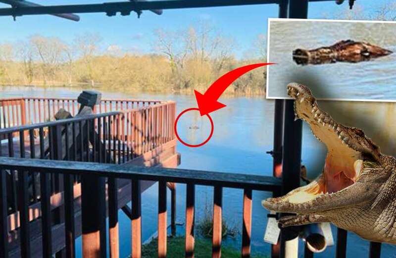 Builder left terrified when he saw 'crocodile' heading towards him in Thames