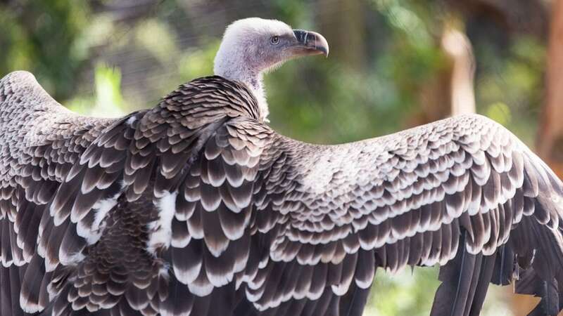 Worrying incidents have been happening at Dallas Zoo (Image: Steve Helber/AP/REX/Shutterstock)