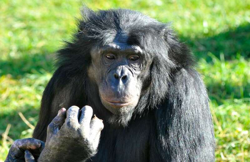 Humans understand chimps’ sign language, scientists reveal