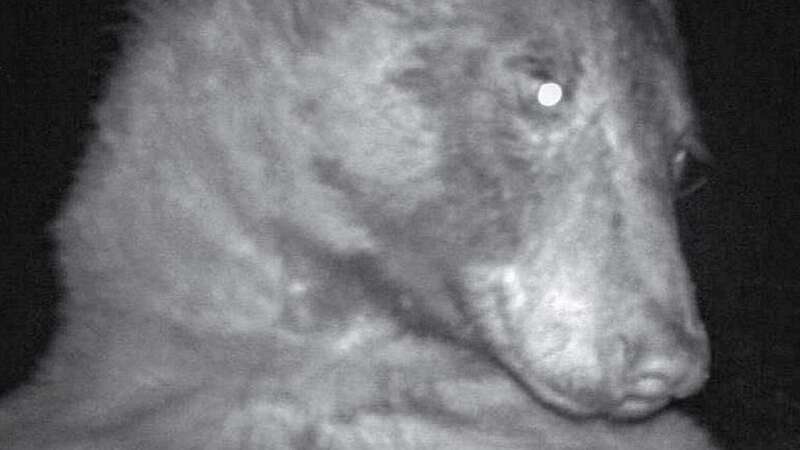 A wildlife camera caught hundreds of 