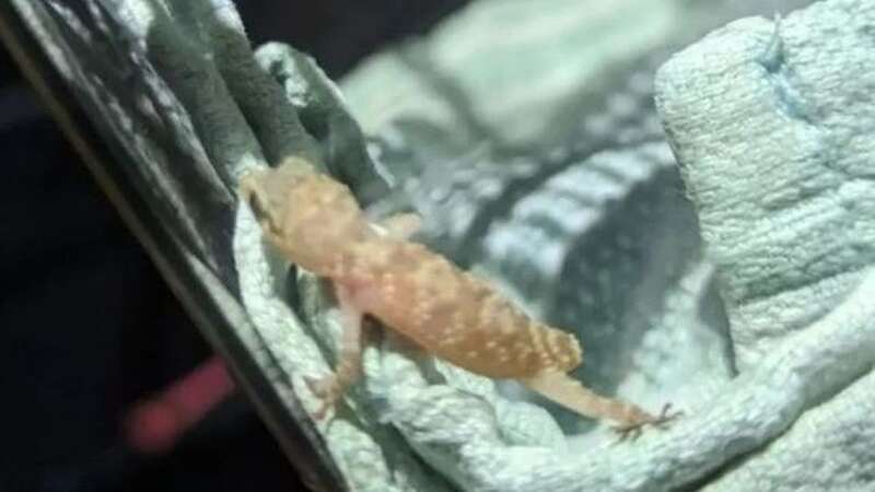 The gecko had survived a 3,000 mile trip from Egypt to Manchester by hiding in punnet of Lidl strawberries (Image: RSPCA)