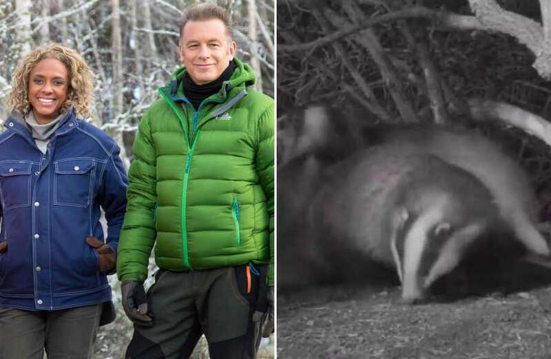 Winterwatch fans left open-mouthed as show airs badger threesome sex scene