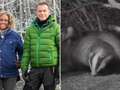 Winterwatch fans left open-mouthed as show airs badger threesome sex scene