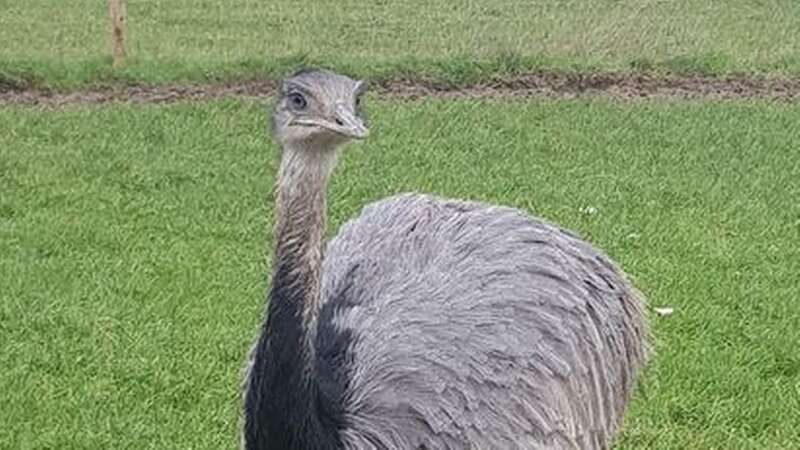 Giant 5ft bird sends couple into frenzy around countryside after getting lost