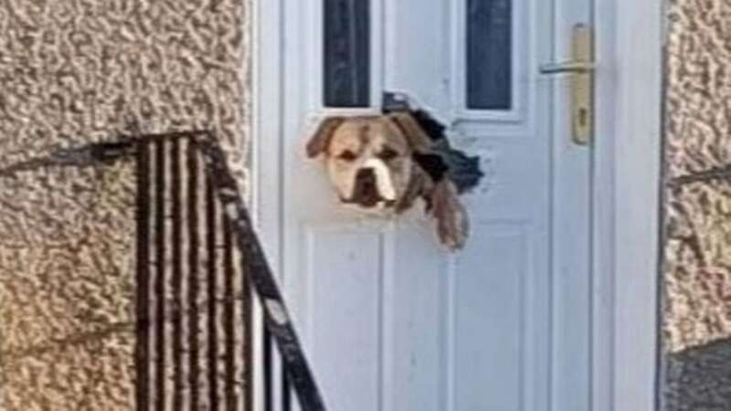 A dog left passers-by in Kelty, Fife, in hysterics after he chewed through the front door (Image: Marc King)