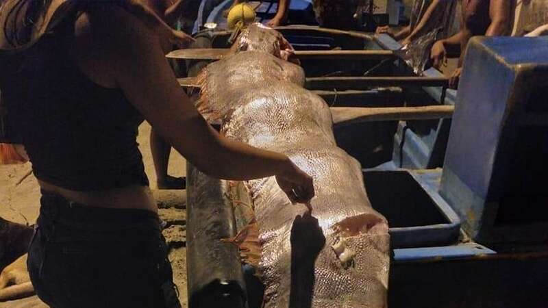 The oarfish was found on Tonsupa Beach, Esmeraldas, Ecuador (Image: Jam Press)