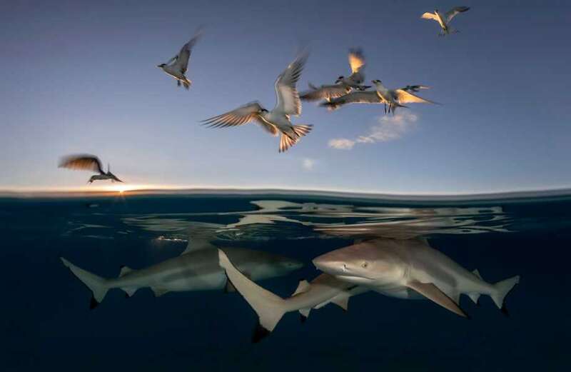 Incredible moment hungry sharks gather just below hovering seagulls