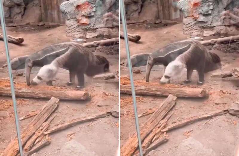 Anteater appears to have TWO HEADS - can you figure out what's happening?