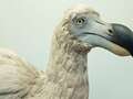 Scientists plan to ‘de-extinct’ the Dodo and release it back into the wild