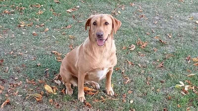 Grace the Labrador sadly died from Alabama Rot (Image: Anderson Moores Veterinary Specialists WS)